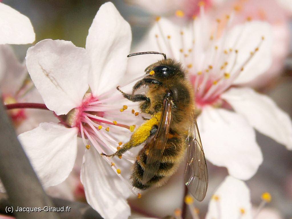 2005-03-28 15-43-03 Fin-Mars 178,0mm 1_640_eme F7,1-B(1024).JPG